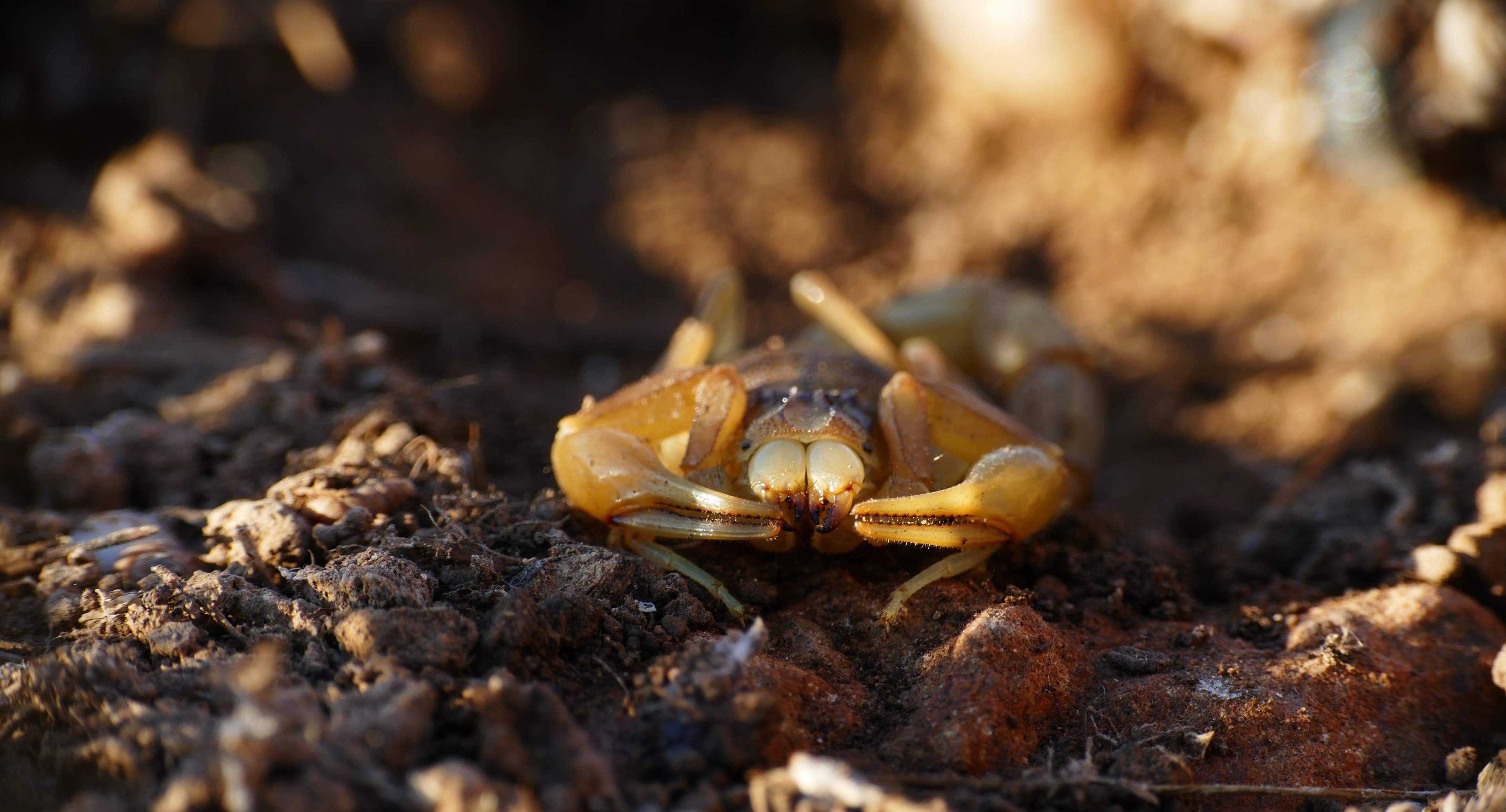 Escorpião em solo rochoso