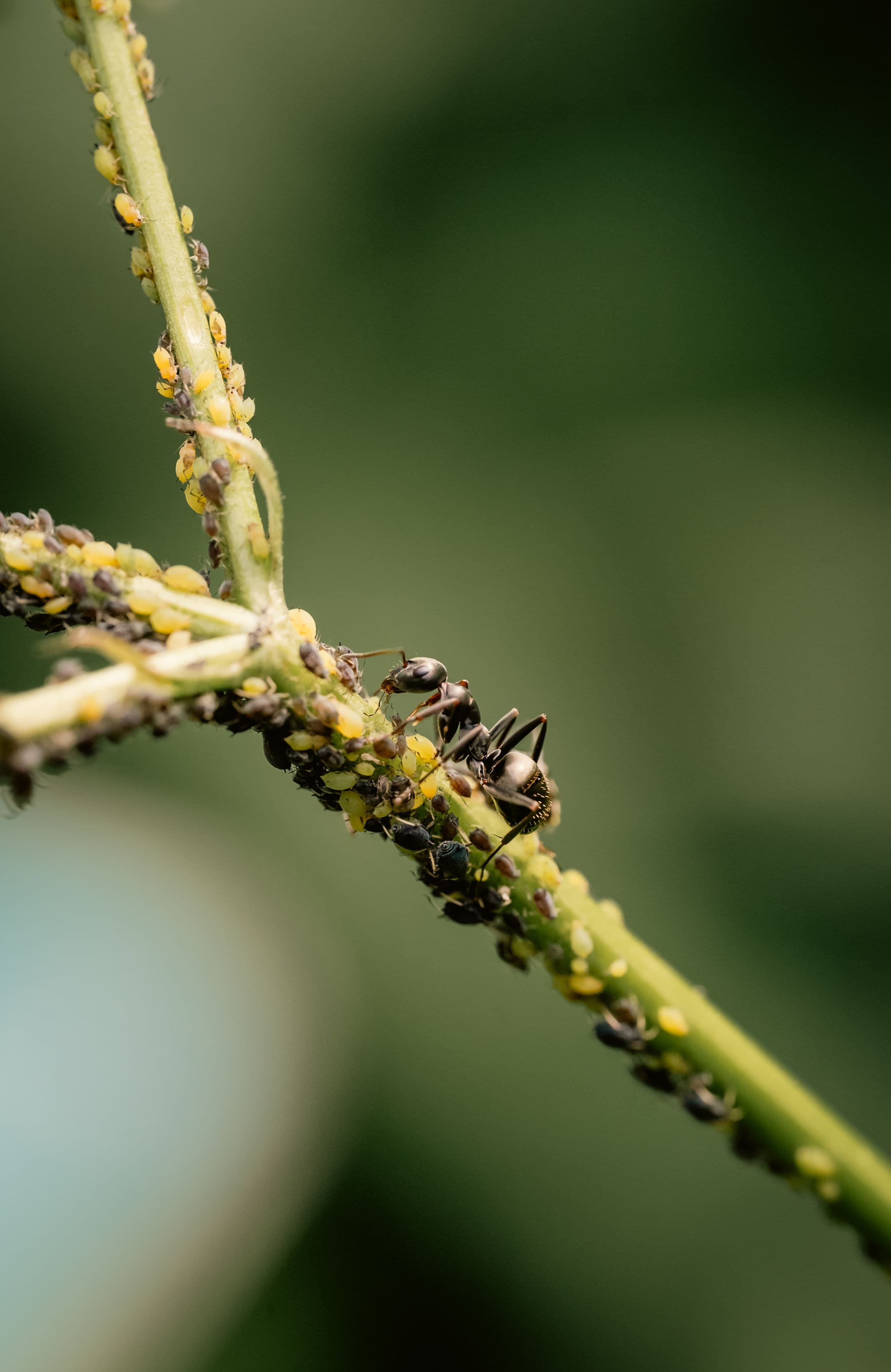 Formigas em galho de planta