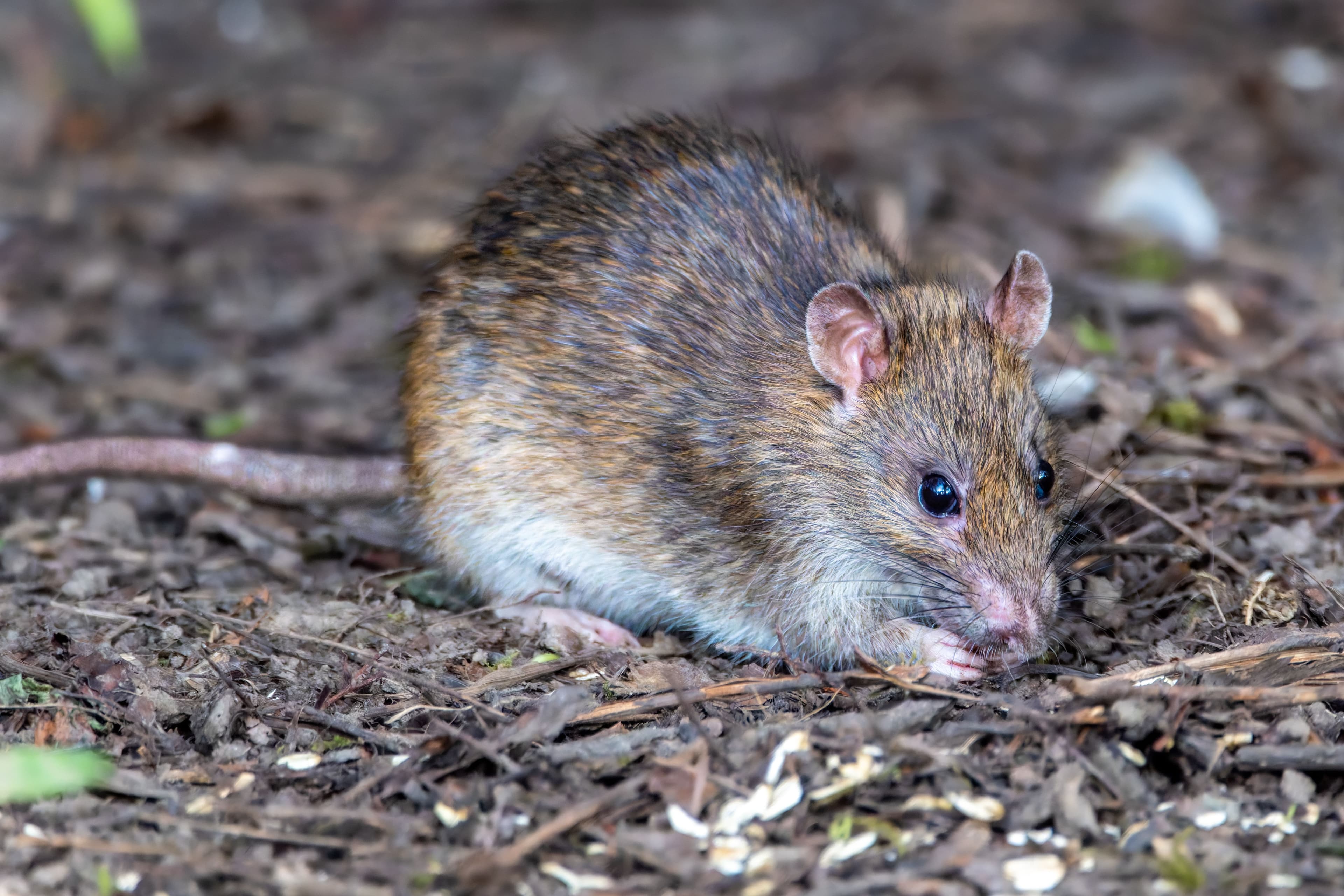 Rato em área externa